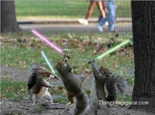 Squirrel Wars