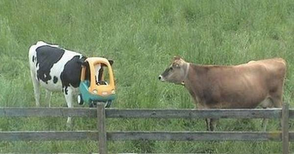 Beest, hoe ben je daar terecht gekomen?